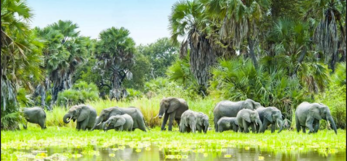 Elephants in Nyerere park in Tanzania